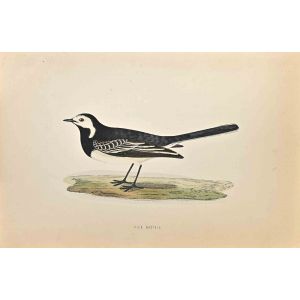 Pied Wagtail