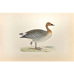 Pink-Footed Goose