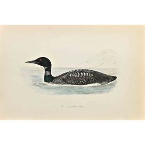 Great Northern Diver