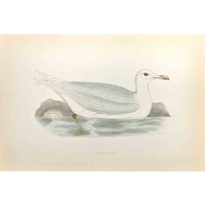 Glaucous Gull