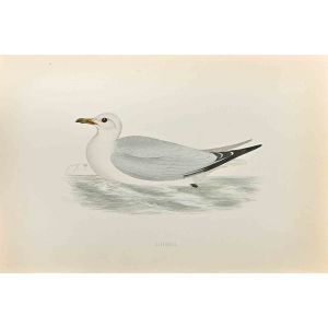 Kittiwake