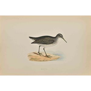 Sandpiper