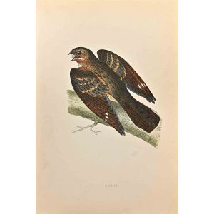 Nightjar