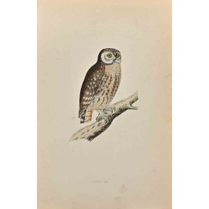 Little Owl