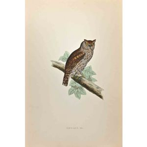 Scops-Eared Owl