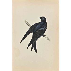 Purple Martin