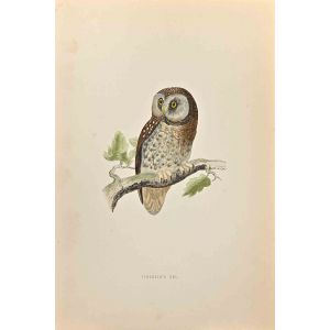 Tengmalm's Owl
