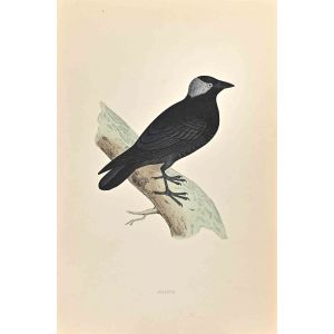 Jackdaw