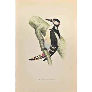 Great Spotted Wodpecker