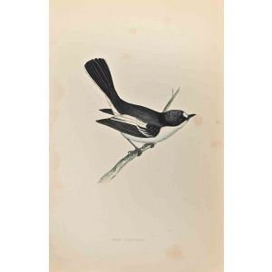 Pied Flycatcher