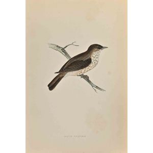 Spotted Flycatcher