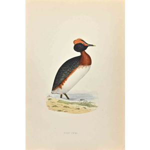 Dusky Grebe