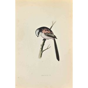 Long-Tailed Tit