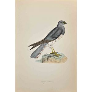 Montacu's Harrier