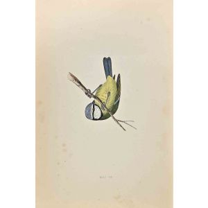 Blue Tit