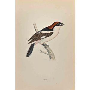 Woodchat