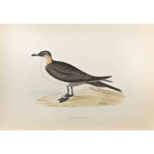 Richardson's Skua