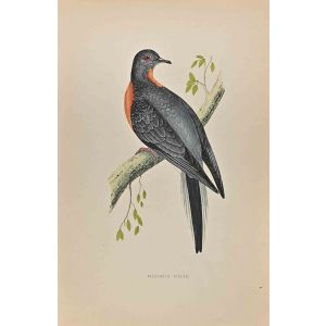 Passenger Pigeon