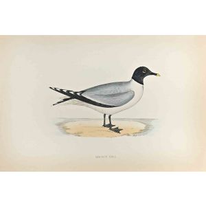 Sabine's Gull