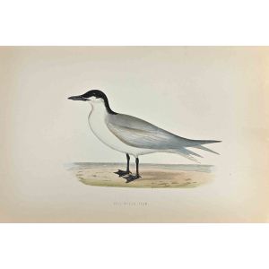 Gull-Billed Tern