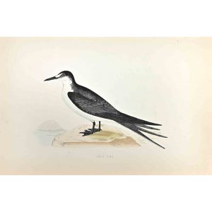 Sooty Tern