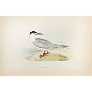 Common Tern