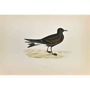 Leach's Petrel
