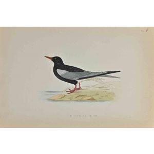 White-Winged Black Tern