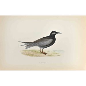 Black Tern