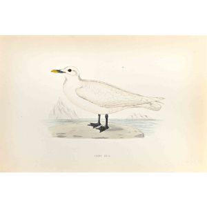 Ivory Gull