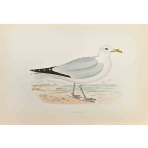 Herring Gull