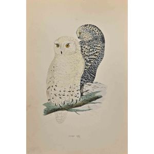 Snowy Owl