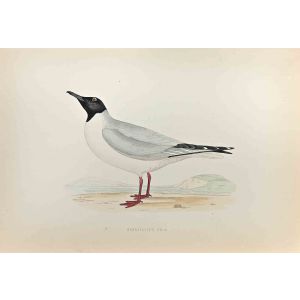 Buonaparte's Gull