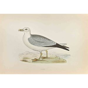Fulmar