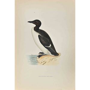 Brunnich's Guillemot