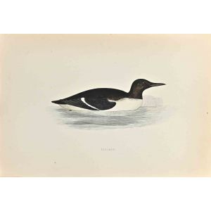 Guillemot
