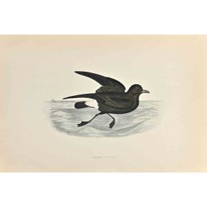 Stormy Petrel