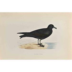 Bulwer's Petrel