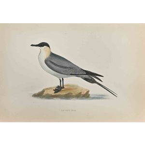 Buffon's Skua