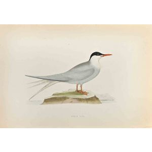 Arctic Tern