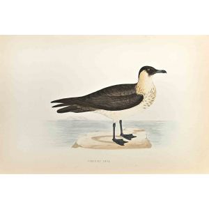 Pomerine Skua