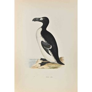 Great Auk