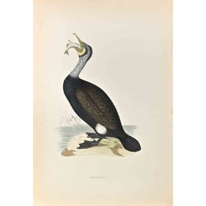 Cormorant