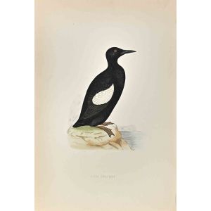 Black Giullemot