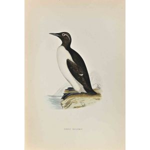 Ringed Guillemot