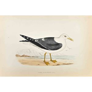 Lesser Black-Backed Gull
