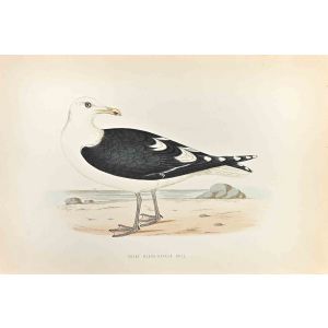 Great Black-Backed Gull