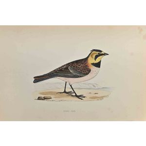 Shore Lark