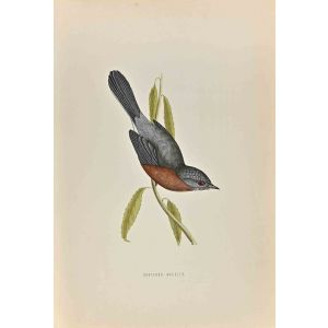 Dartford Warbler