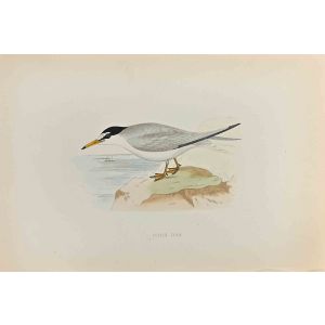 Lesser Tern